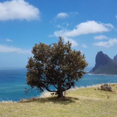 Tree Hout Bay Backdrop