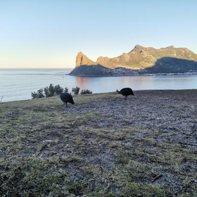 Guinea Fowl Feed Sunrise