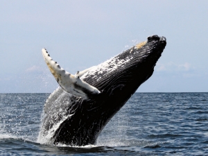 Whale Watching