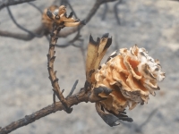 Chappies - after the fire