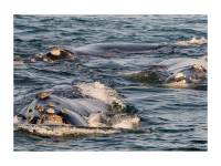 What you should know about the Southern Right Whale