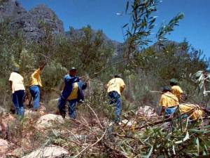 Temporary Road Closure for Alien Vegetation Clearing