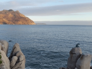 Chappies: Are you Open or Closed?