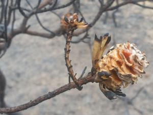 Heritage Day, Braai Day &amp; More
