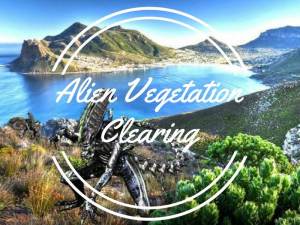 Alien Vegetation Clearing – November 2018