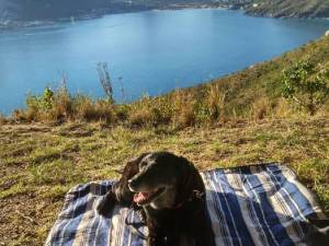 Dog Walking on Chapman’s Peak Drive