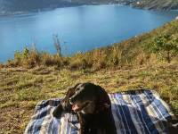 Dog Walking on Chapman’s Peak Drive